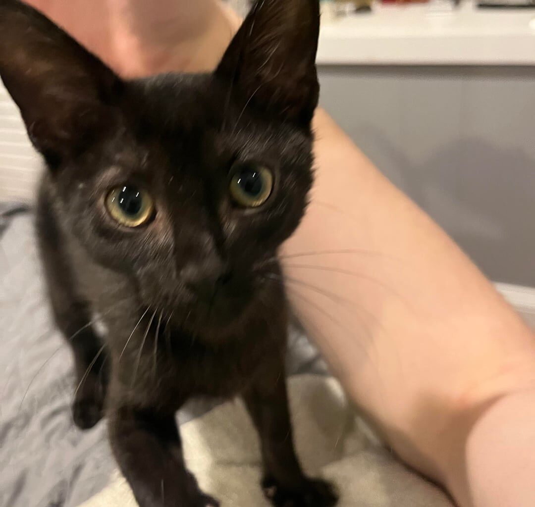 Meet my new kitten burrow Hendrickson