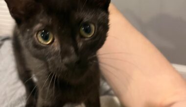 Meet my new kitten burrow Hendrickson