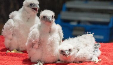 Baby Peregrine Falcons