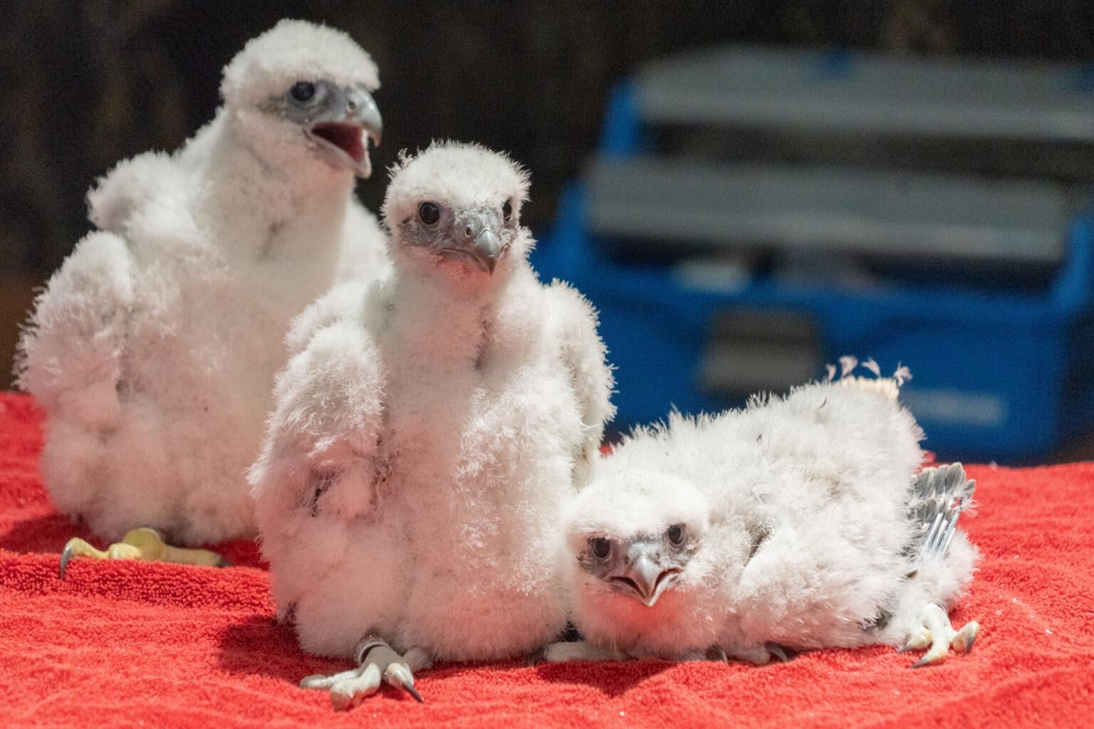 Baby Peregrine Falcons