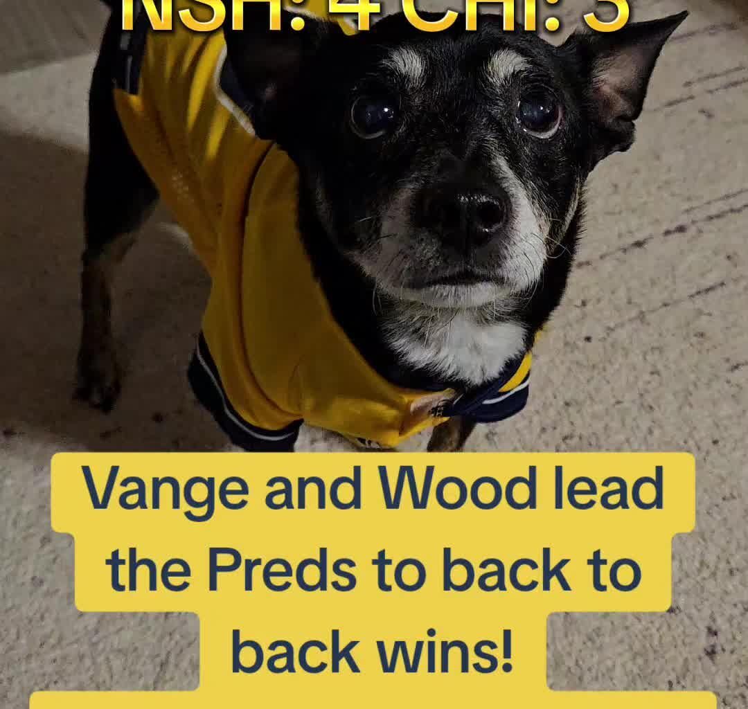 My Dog talking Preds on TikTok