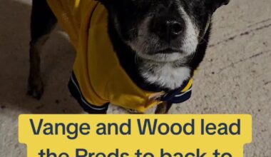 My Dog talking Preds on TikTok