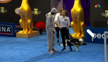 Trust the Pawcess, can we get Howie and Spike a 10-day contract?