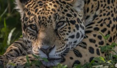 Today is Jaguars day! At least in my country