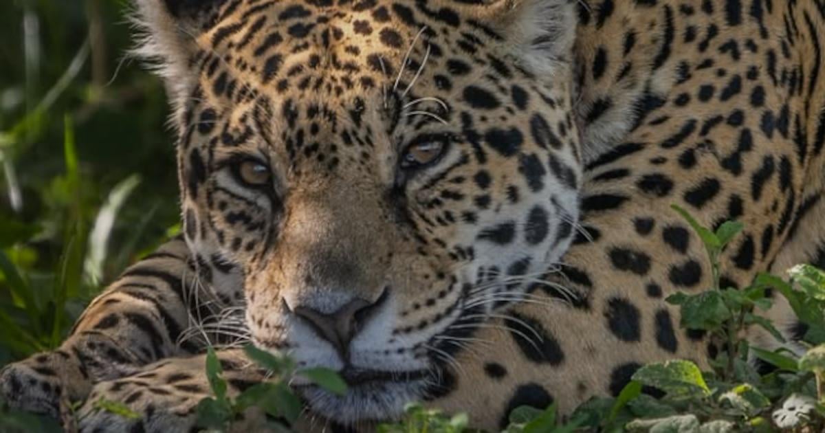 Today is Jaguars day! At least in my country