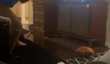 Jays fans be geeking out after last night