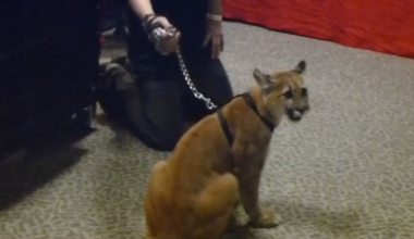 In honor of Panther Conservation Night, here’s a Panther cub at a game back in the BankAtlantic Center days