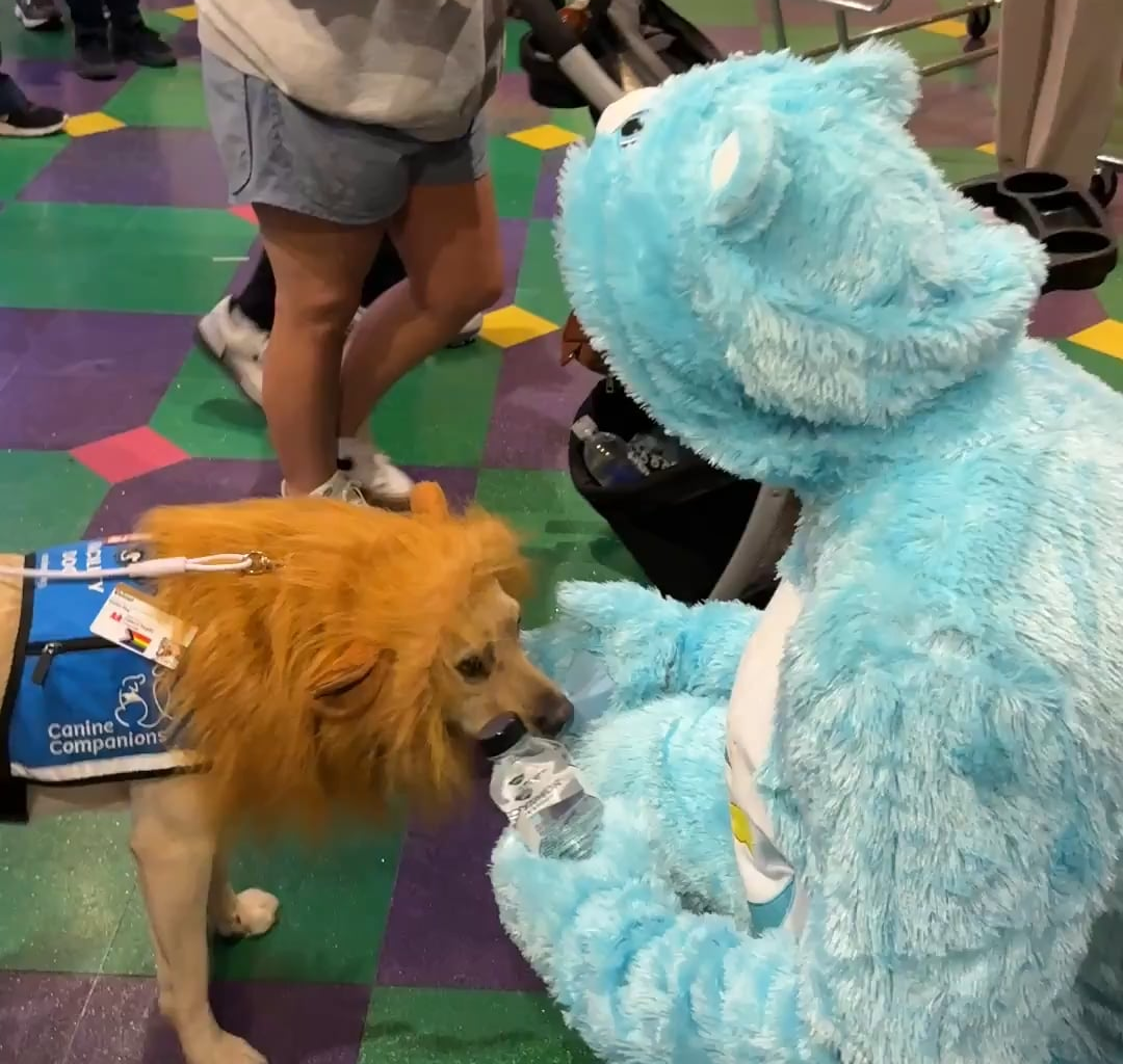 [Nashville Predators] May we present: Luke Evangelista dressed as a Care Bear petting a dog dressed as a lion