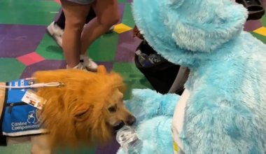 [Nashville Predators] May we present: Luke Evangelista dressed as a Care Bear petting a dog dressed as a lion