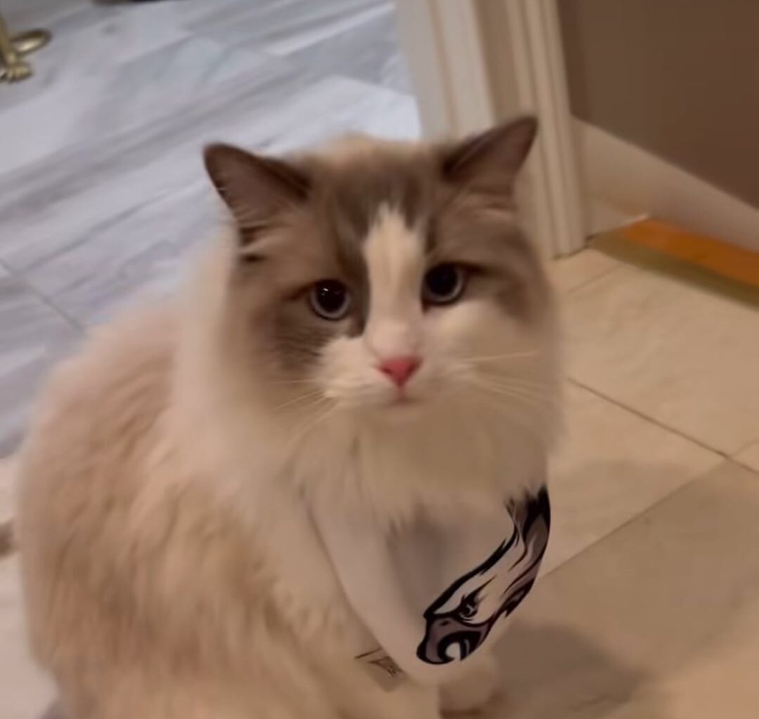 Jaelan Philipps bought Eagles merch for his cats