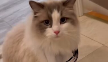 Jaelan Philipps bought Eagles merch for his cats