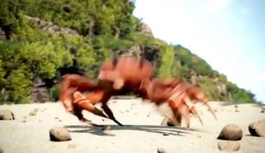 Another win for Pacerssssss!!!! Am bringin the crabs out!!!