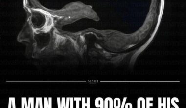 This fanbase in a nutshell