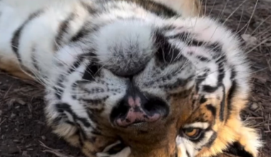 GO BACK TO SLEEP THERE'S NO GAME TODEY