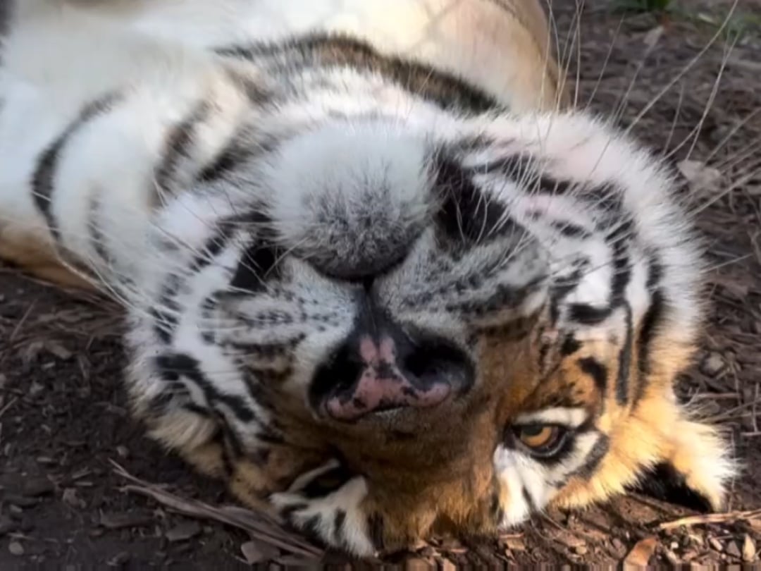 GO BACK TO SLEEP THERE'S NO GAME TODEY