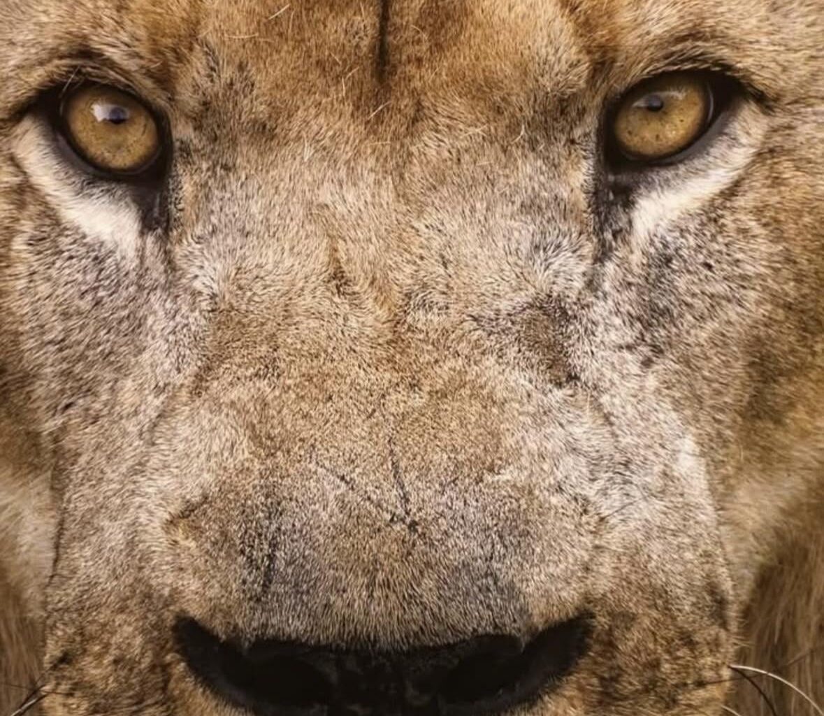 Jeff Simmons Instagram Story