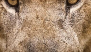 Jeff Simmons Instagram Story