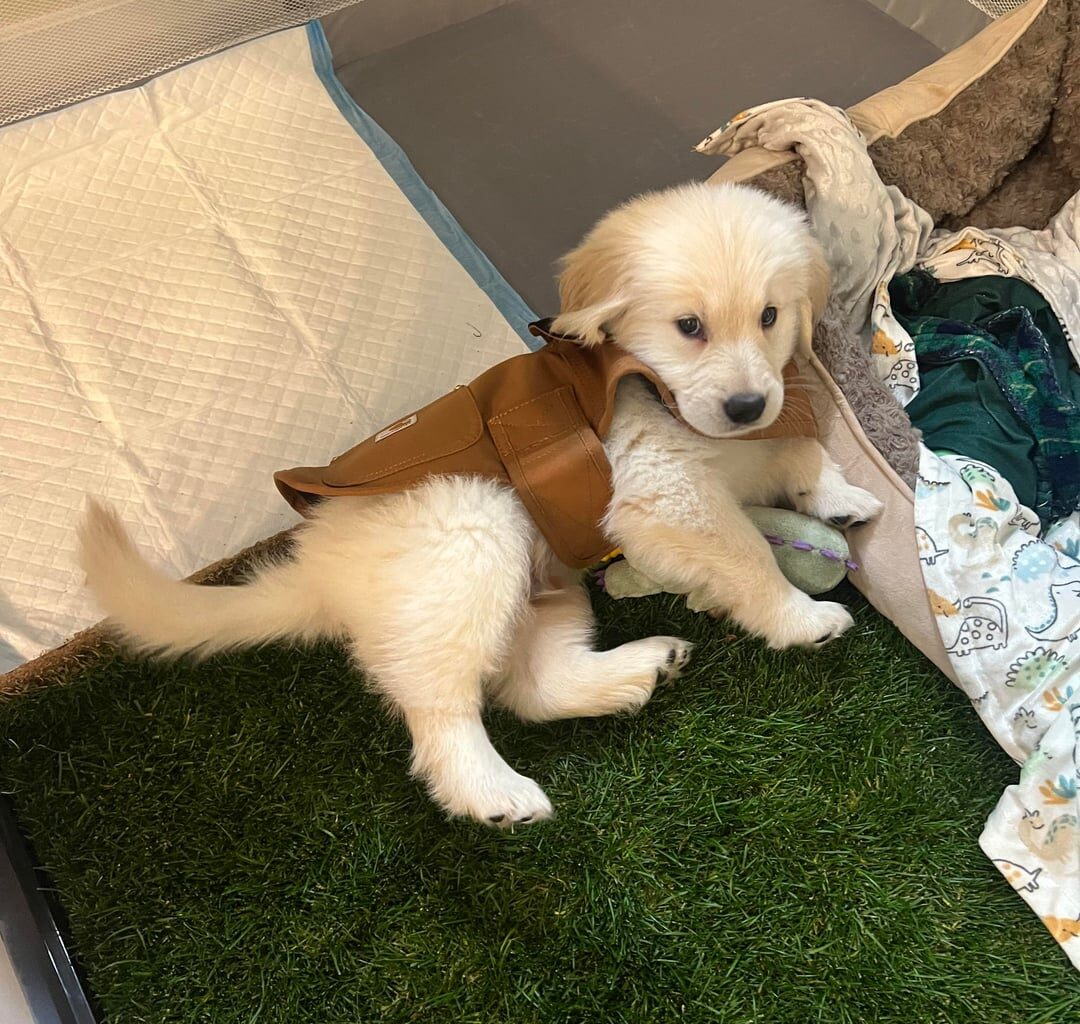 Padre Fan Golden Retriever Ryder Turned 1 Today! Go Pads!