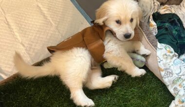 Padre Fan Golden Retriever Ryder Turned 1 Today! Go Pads!