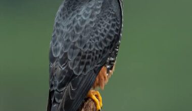 This subreddit is now just beautiful pictures of actual falcons. The football team doesn't deserve a subreddit.