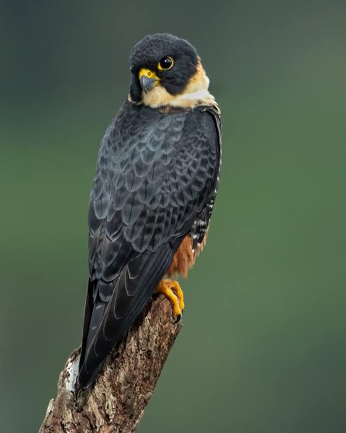 This subreddit is now just beautiful pictures of actual falcons. The football team doesn't deserve a subreddit.