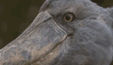 When I hear AD say “Nico is my  guy”