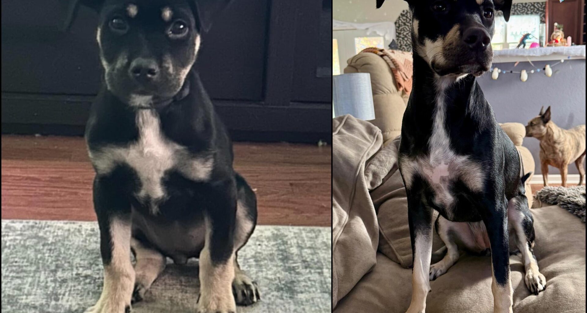 Nola the Who Dat pup turned 1 year old yesterday!