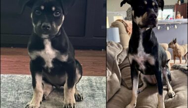 Nola the Who Dat pup turned 1 year old yesterday!