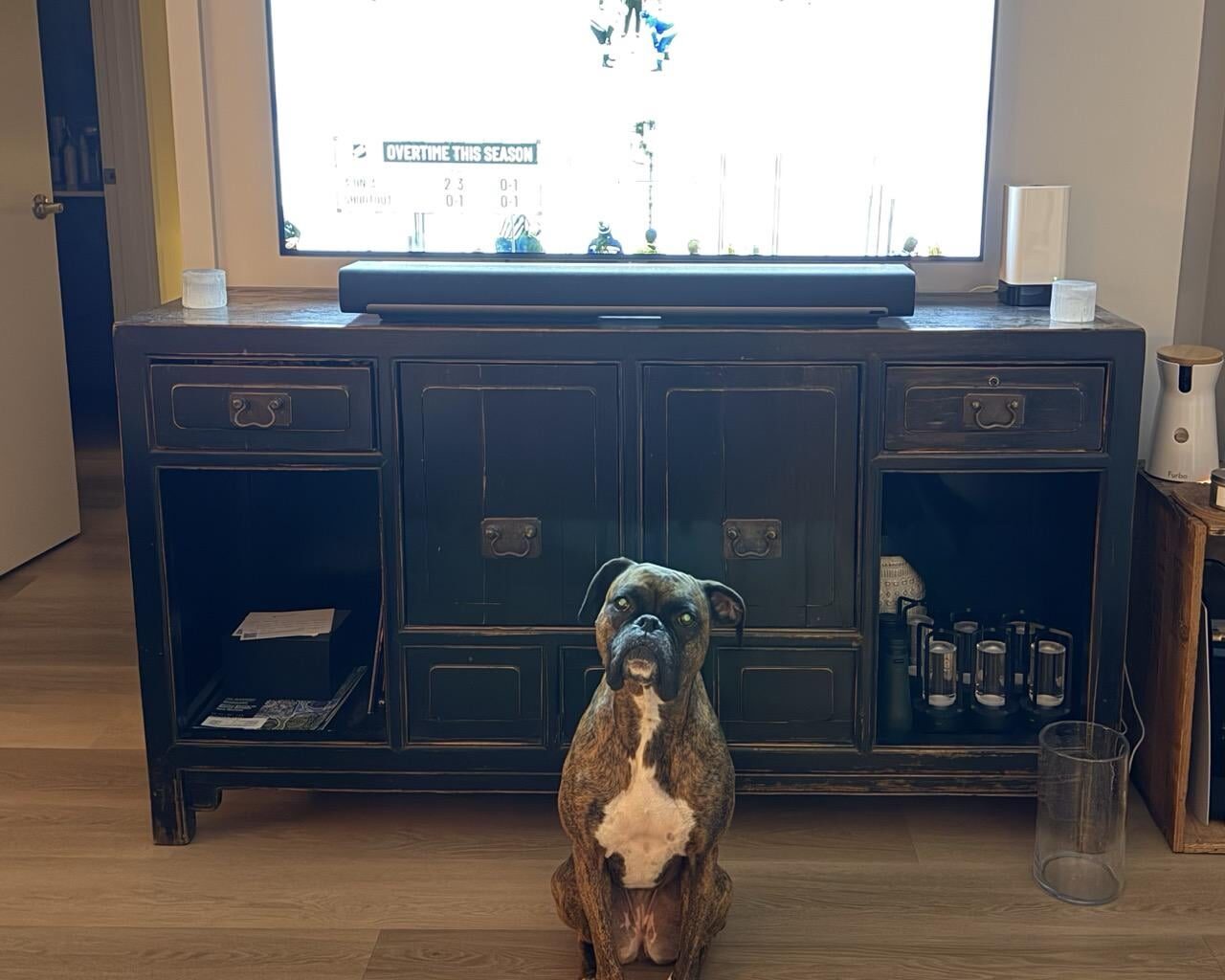 Dog was not happy we went to OT