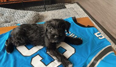 It isn’t game day without Beau Jangles