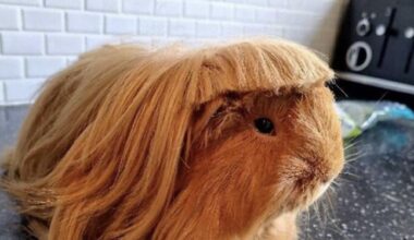 If Mark Davis were a Guinea pig