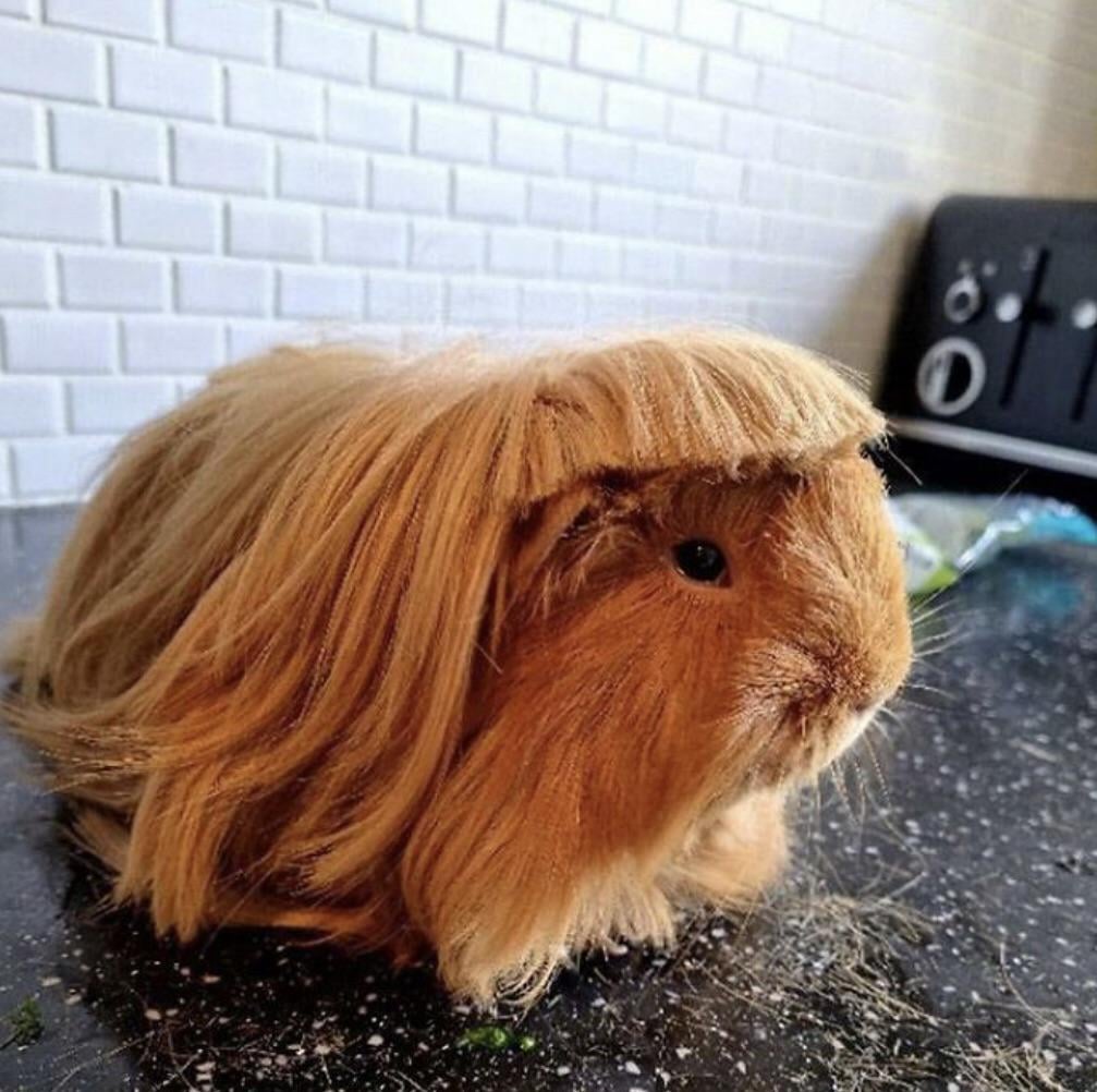 If Mark Davis were a Guinea pig