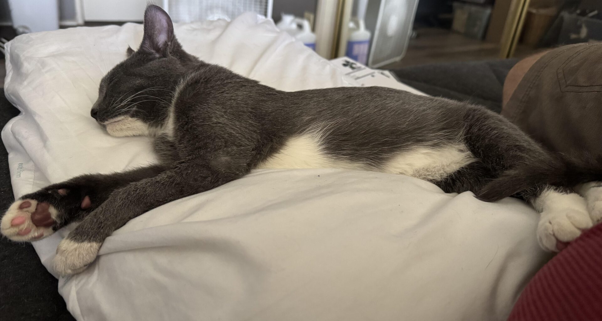 I adopted Nimbus the morning before we played Florida. I’m thinking he’s our non-playing power play.