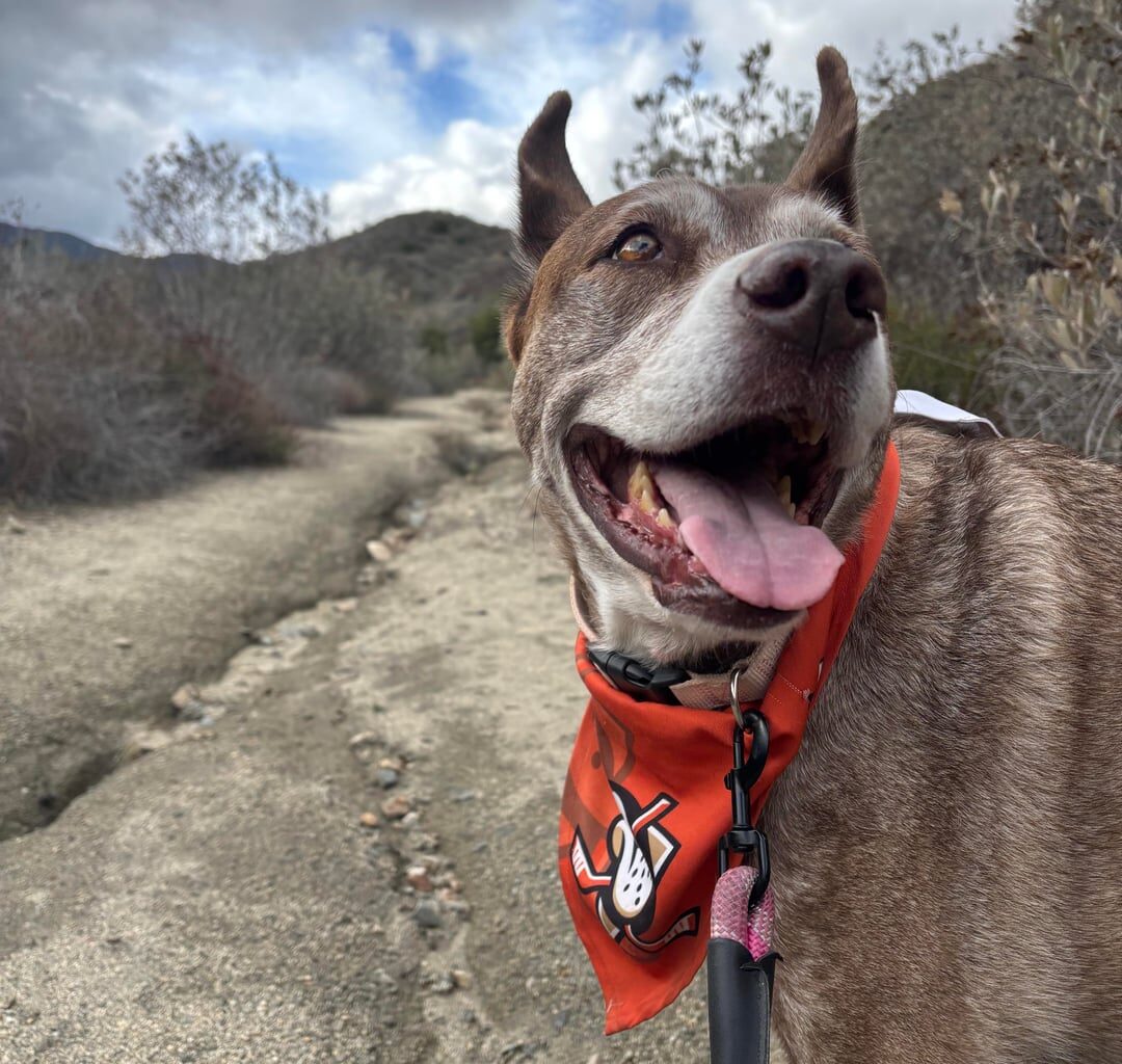 Lilly had an attitude till I took her in a hike. She’s happy now and ready for game time.