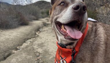 Lilly had an attitude till I took her in a hike. She’s happy now and ready for game time.