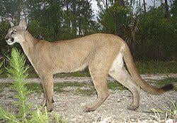 The time I saw a Florida panther