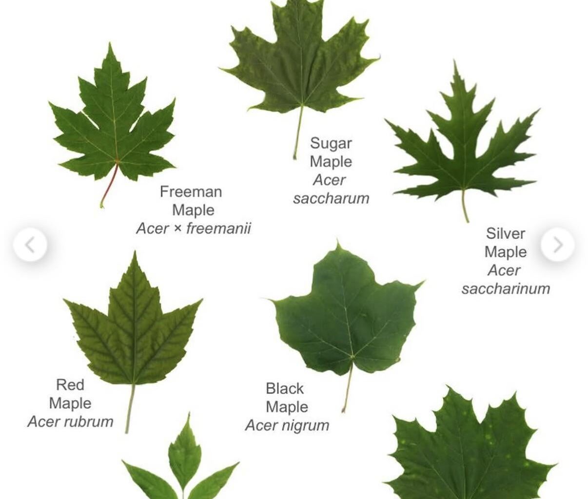 My Favourite Maple Leafs of Toronto