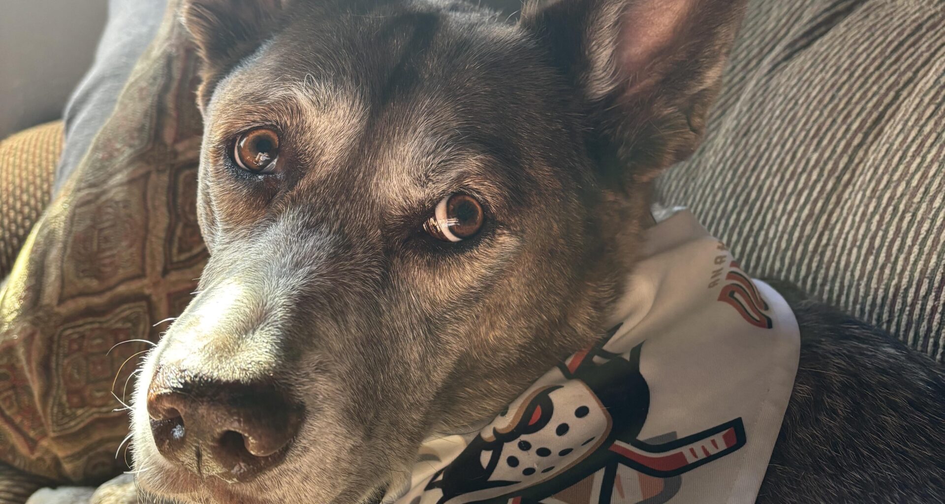 Lilly says “Yo ITS GAME DAY, did you know?!?”