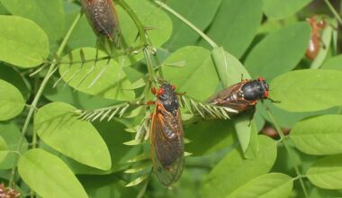 Fun Fact! A full-scale cicada emergence like the one coming for the eastern U.S. can reach a deafening crescendo as millions of males all call for mates at the same time.