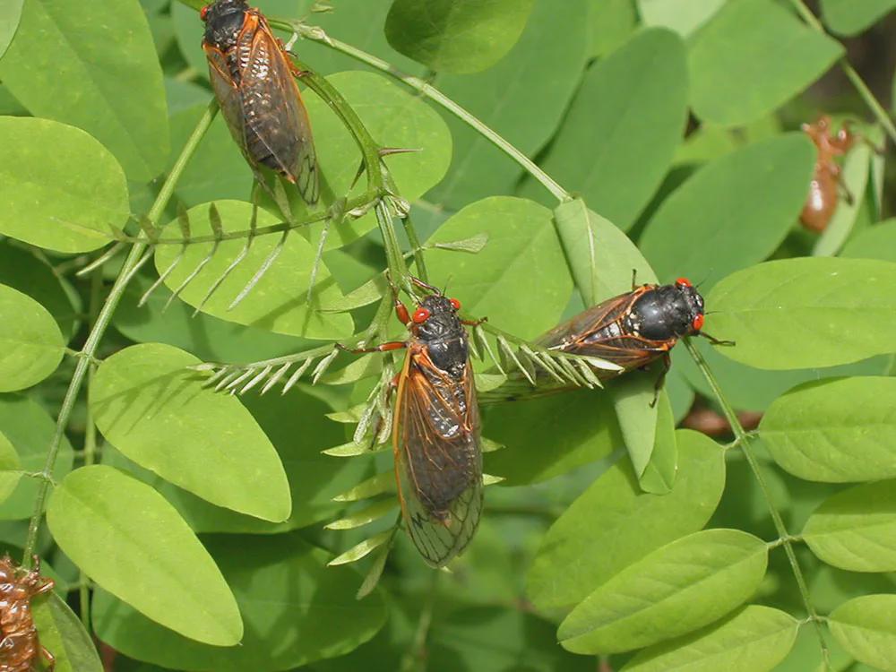 Fun Fact! A full-scale cicada emergence like the one coming for the eastern U.S. can reach a deafening crescendo as millions of males all call for mates at the same time.