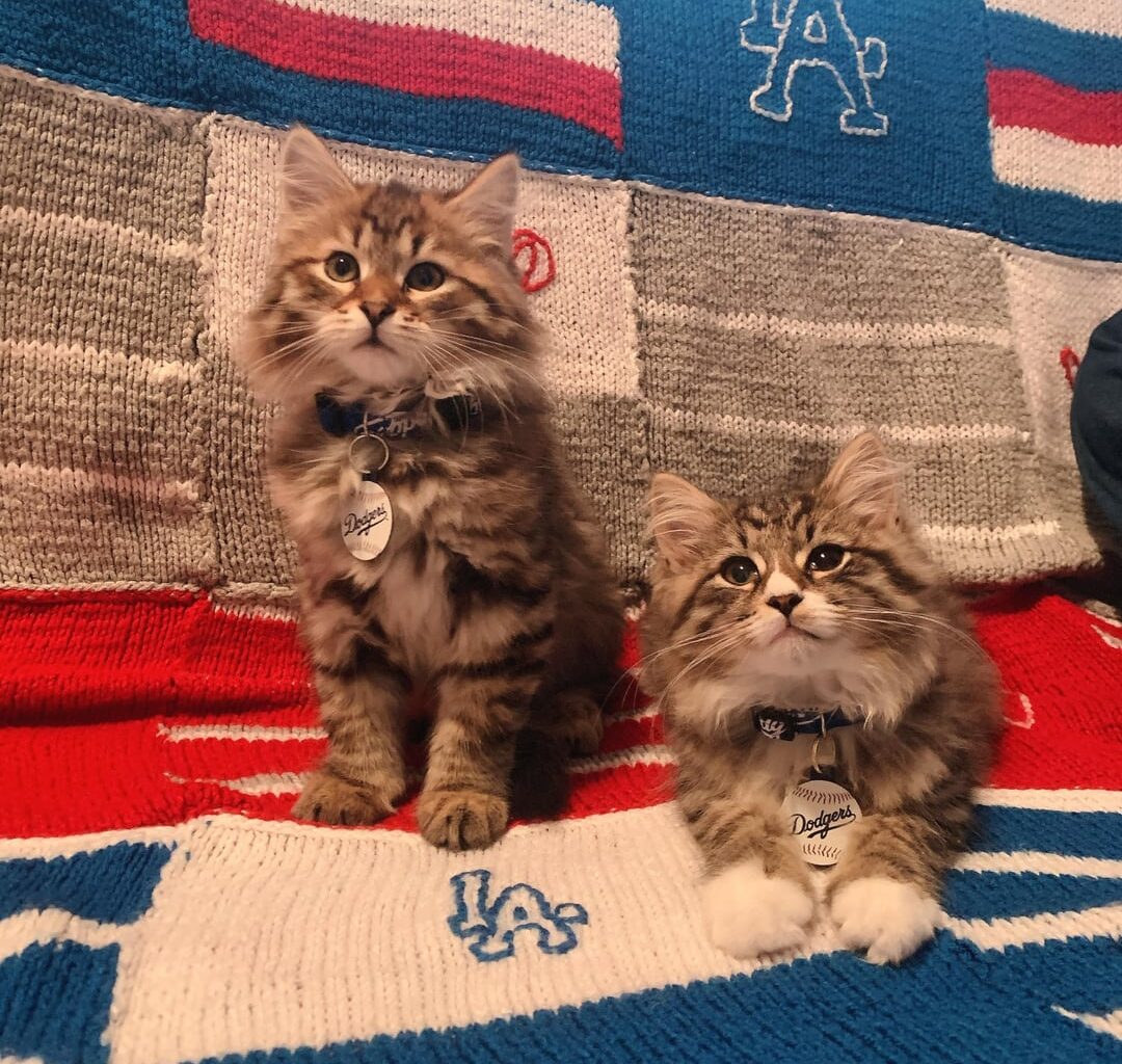 happy holidays from our dodger kitties