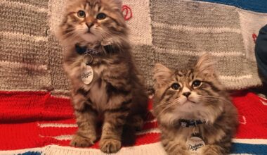 happy holidays from our dodger kitties