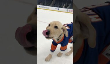 New York Islanders Puppy Marty Takes the Ice for the First Time!