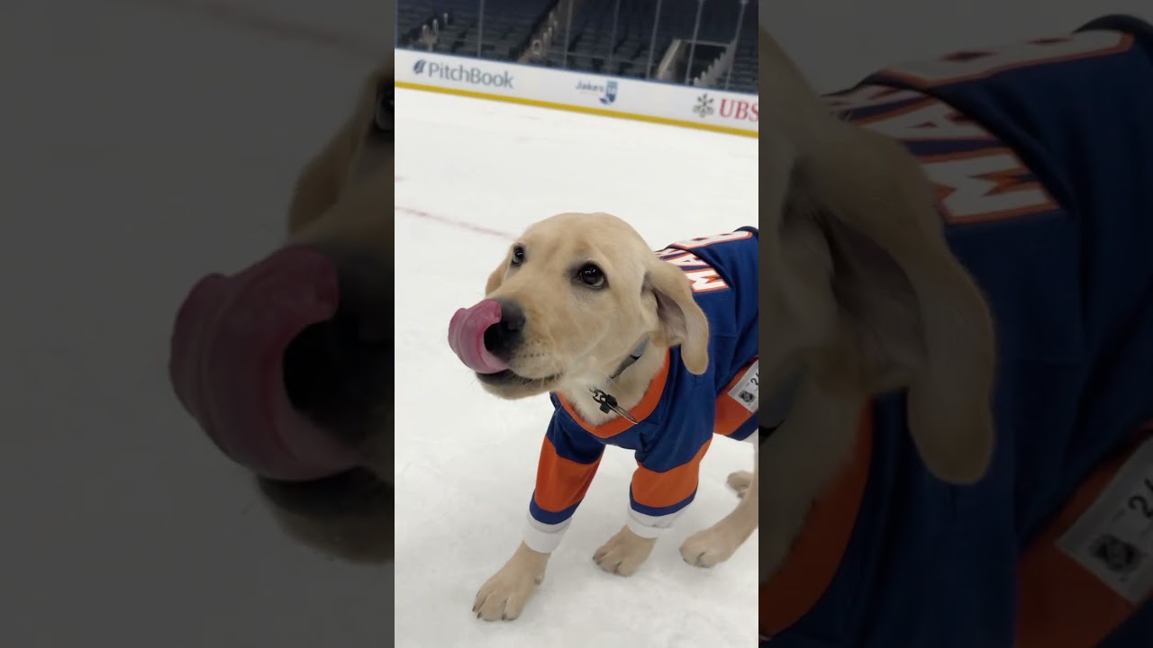 New York Islanders Puppy Marty Takes the Ice for the First Time!