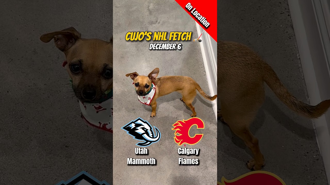 Cujo’s NHL Fetch | Utah Mammoth vs Calgary Flames 🐕 12-06-2025 NHL Hockey