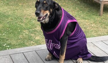 Check out my Timberwolf