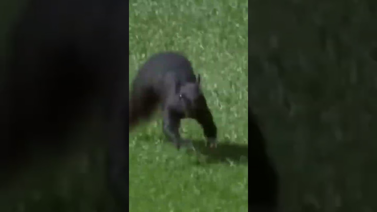 the rules apply to the squirrels too 🤣