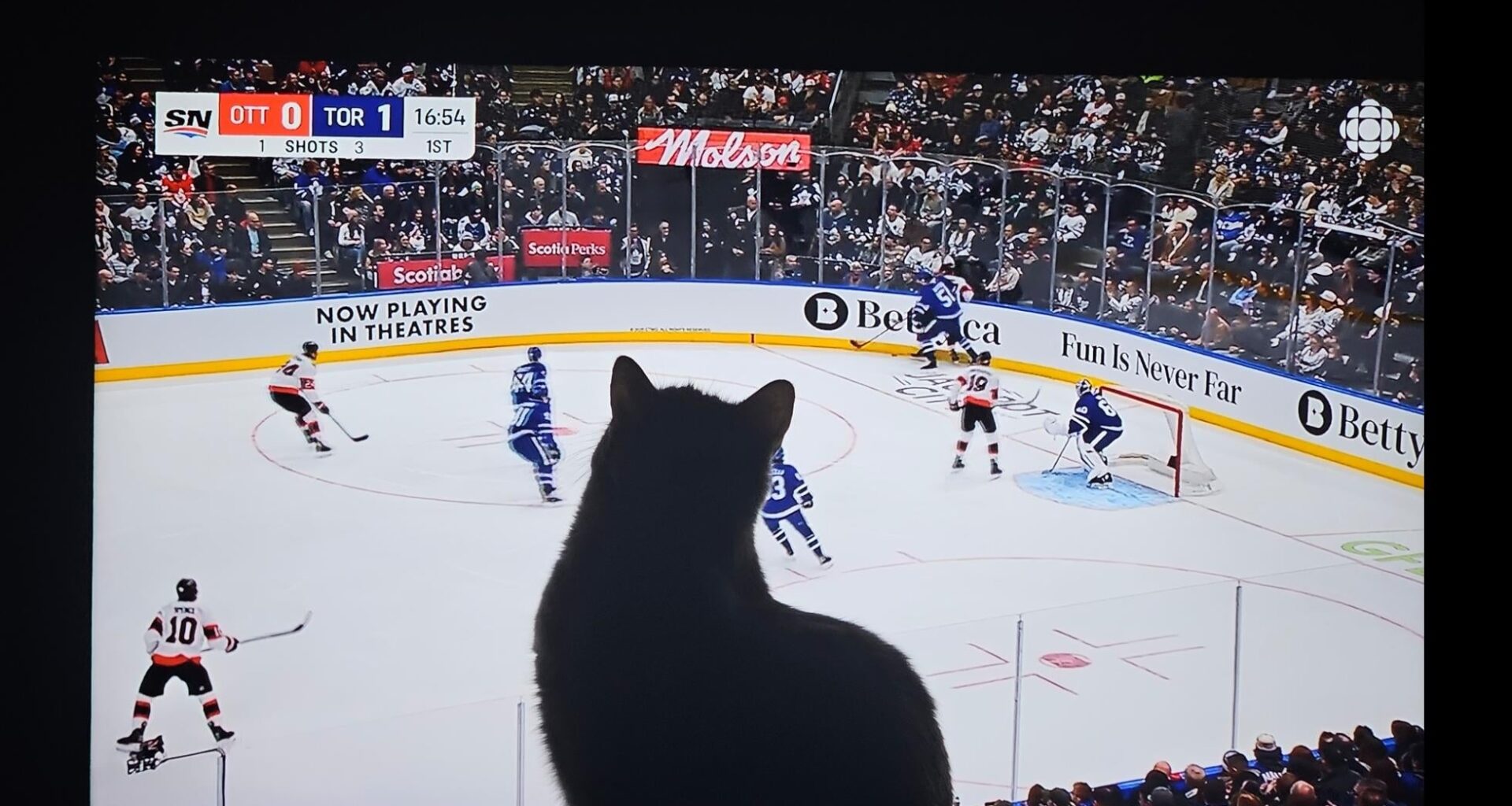 Cat Is Loving The Leafs Game