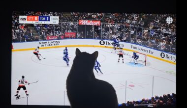 Cat Is Loving The Leafs Game