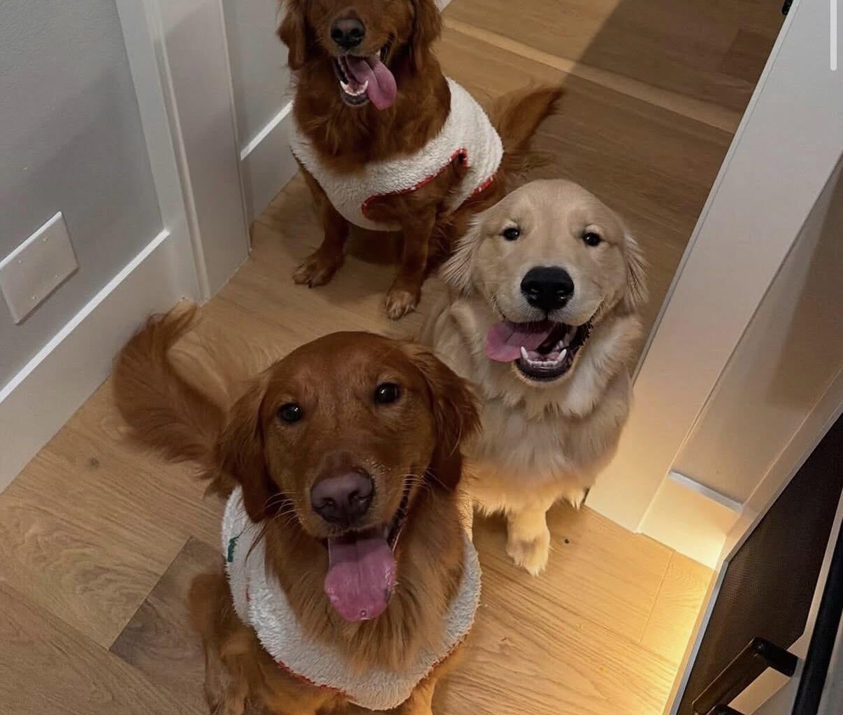 DC’s dog is besties with Kris’ dogs🥺🥺